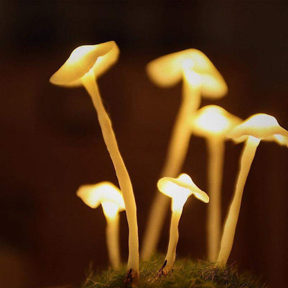 Easy Grow Mushroom Kit - Glass DIY Terrarium Set