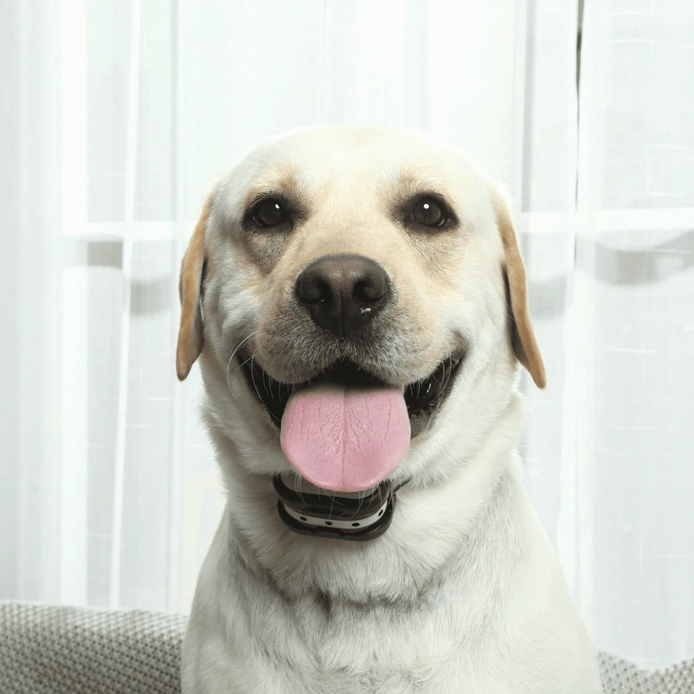 Easy Pet Wireless Fence & Training Collar System