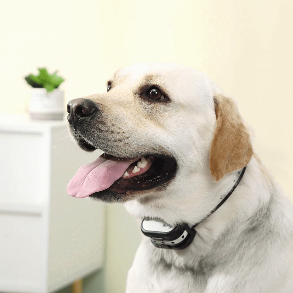 Easy Pet Wireless Fence & Training Collar System