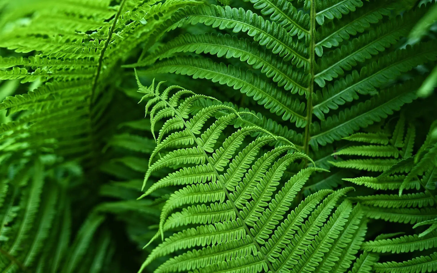 Durable Outdoor Artificial Boston Fern Plant