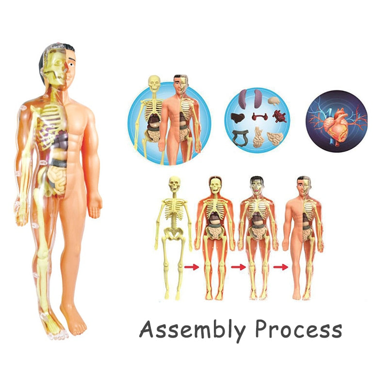 Interactive 3D Human Body Model Toy