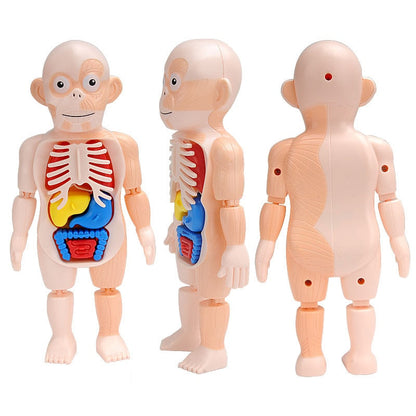 Interactive 3D Human Body Model Toy