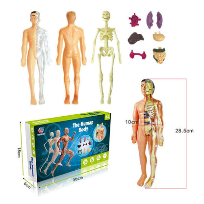 Interactive 3D Human Body Model Toy