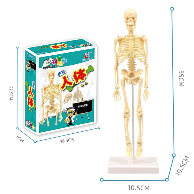 Interactive 3D Human Body Model Toy - Fesara