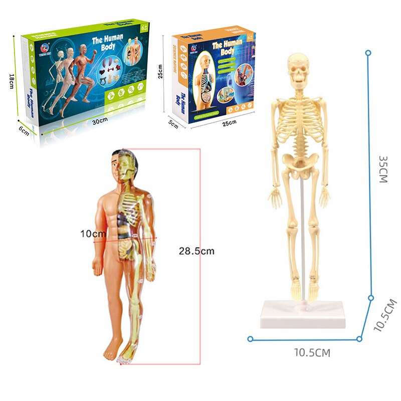 Interactive 3D Human Body Model Toy