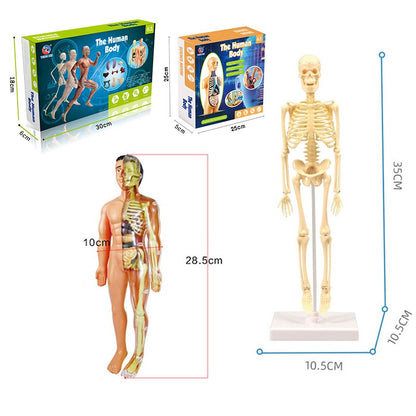 Interactive 3D Human Body Model Toy