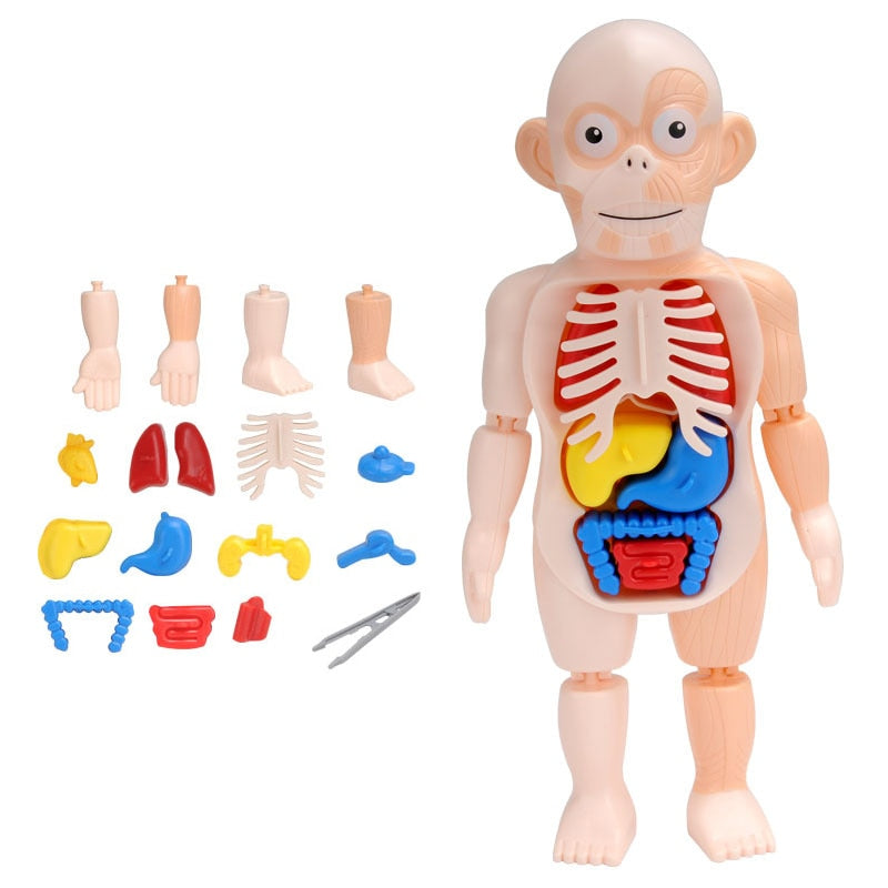 Interactive 3D Human Body Model Toy