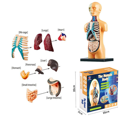 Interactive 3D Human Body Model Toy