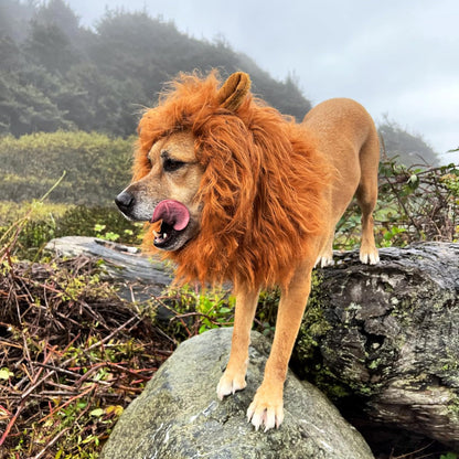 Fun Lion Mane Dog Costume Accessory