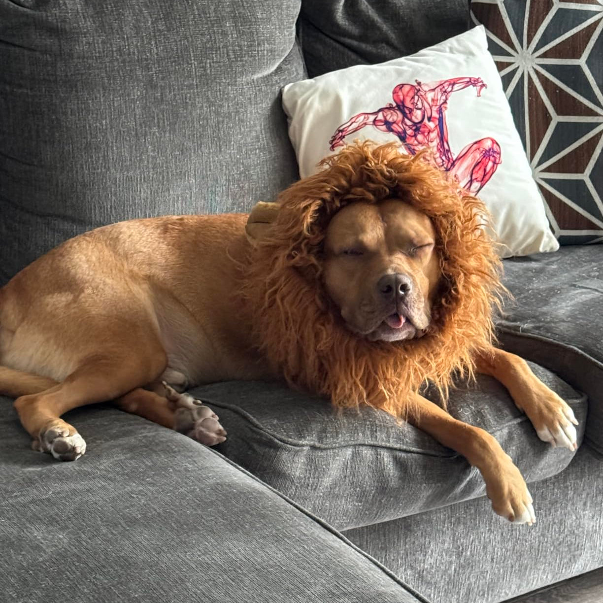 Fun Lion Mane Dog Costume Accessory