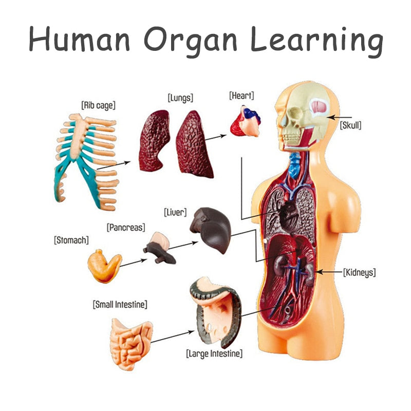 Interactive 3D Human Body Model Toy
