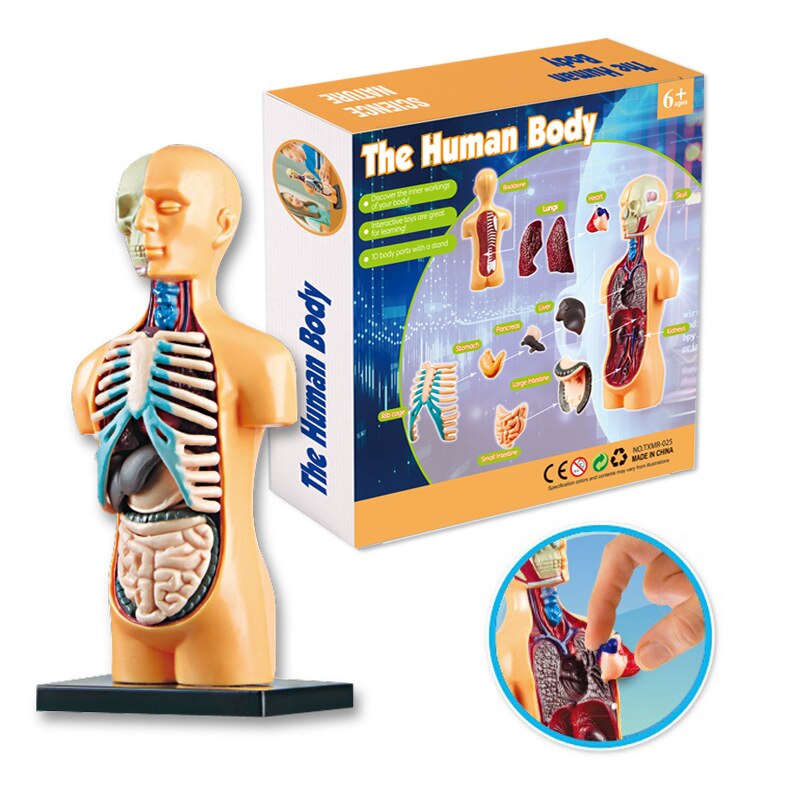 Interactive 3D Human Body Model Toy