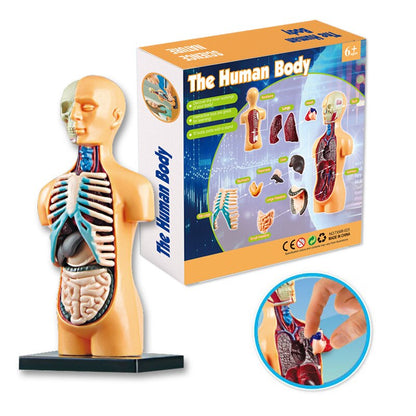 Interactive 3D Human Body Model Toy