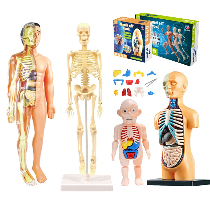 Interactive 3D Human Body Model Toy