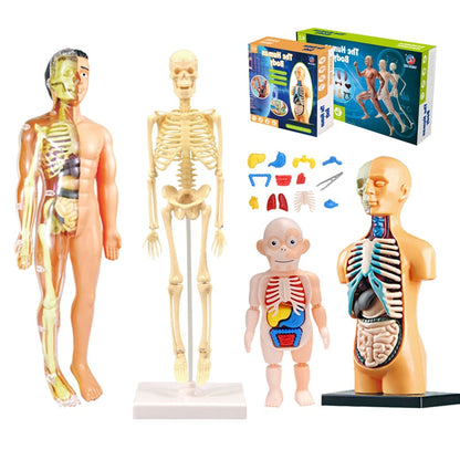 Interactive 3D Human Body Model Toy
