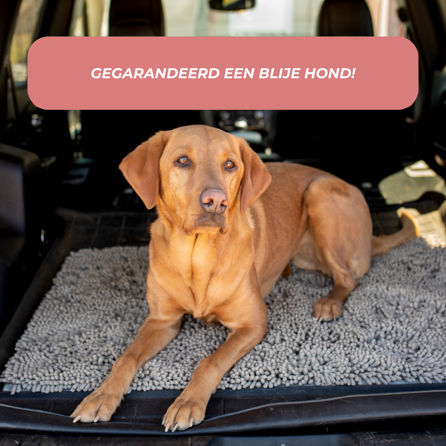 Highly Absorbent Dog Mat, Non-Slip Cleaning Mat for All Floor Types, Machine Washable, Durable Design-2