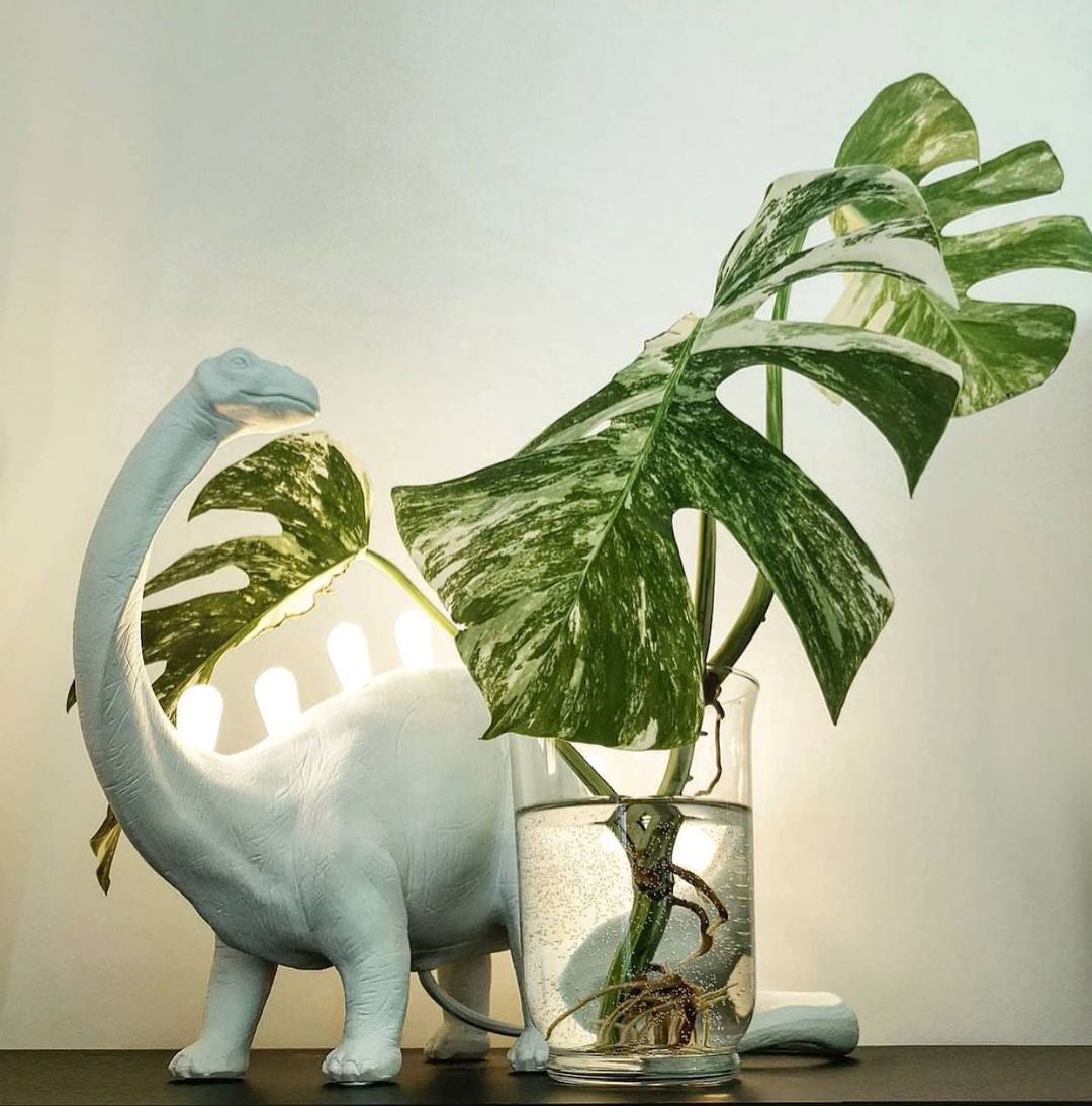 Colorful Desk Lamp with LED Backlight