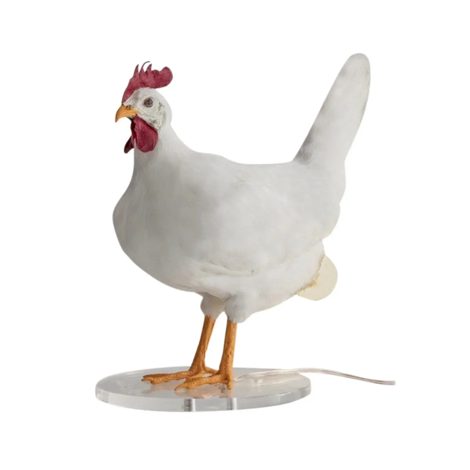 Egg Laying Lamp for Hens Coop Heater Light - Fesara