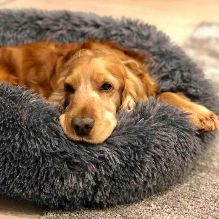 PlushHaven | Cozy Orthopedic Large Dog Bed with Washable Cover 4