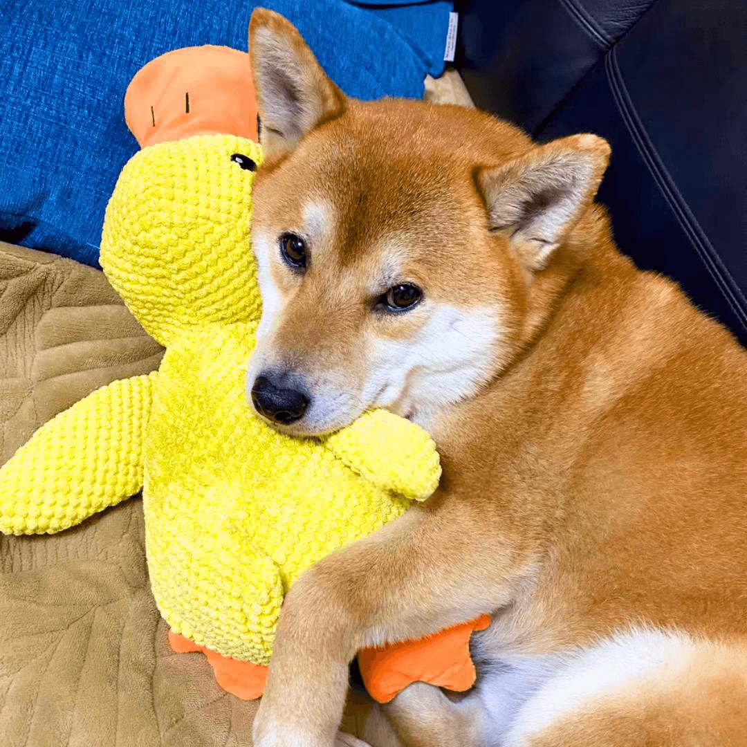 QuackMate | Interactive Plush Duck Dog Toy with Quacking Sound 4