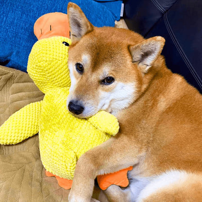 QuackMate | Interactive Plush Duck Dog Toy with Quacking Sound 4