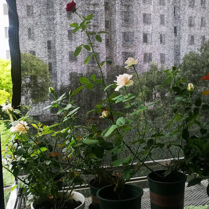 Premium Shade Net for Garden and Greenhouse UV Protection