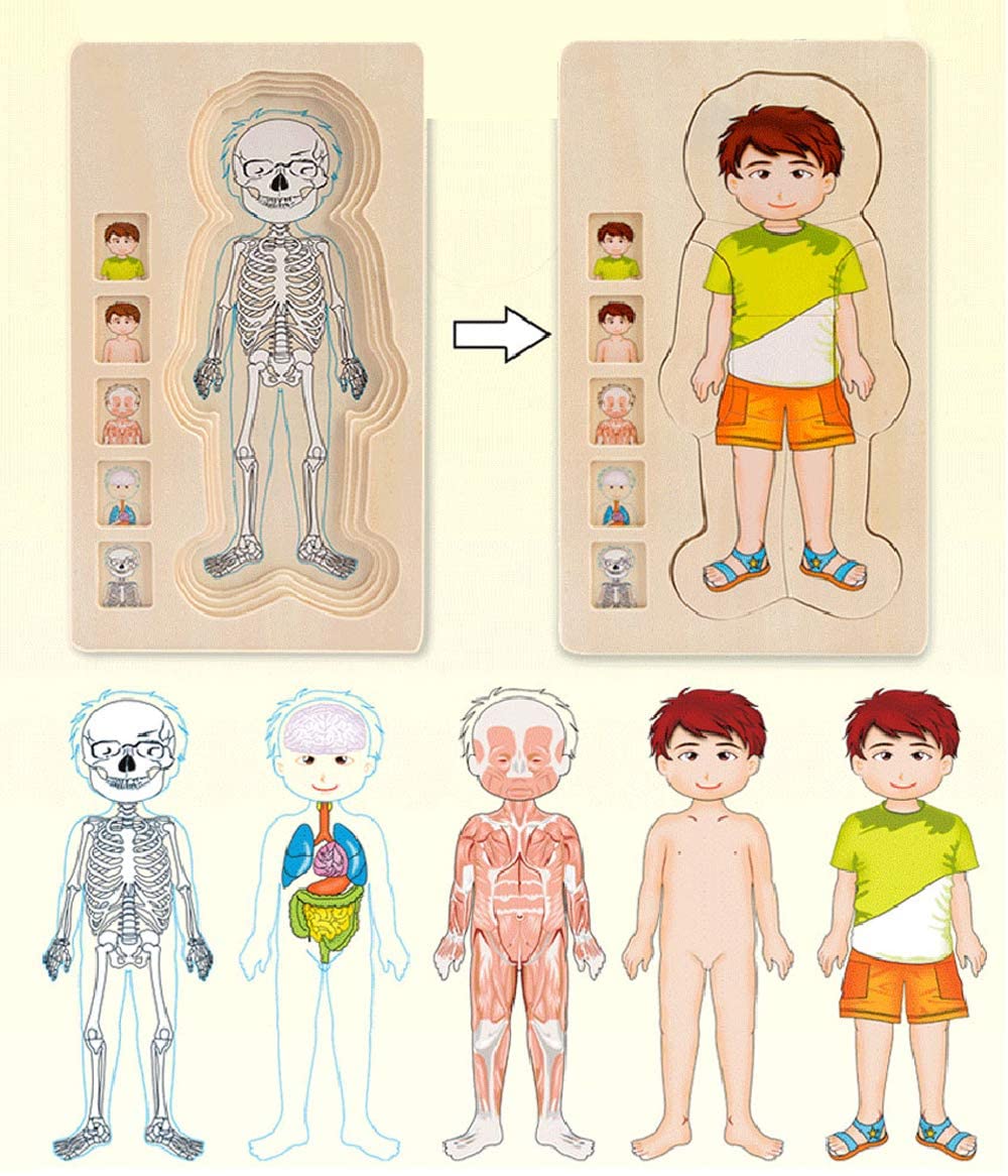 Interactive 3D Human Body Model Kit