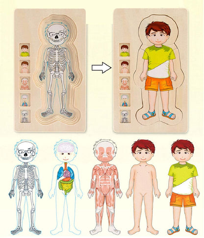 Interactive 3D Human Body Model Kit