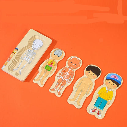 3D Interactive Human Body Model Kit