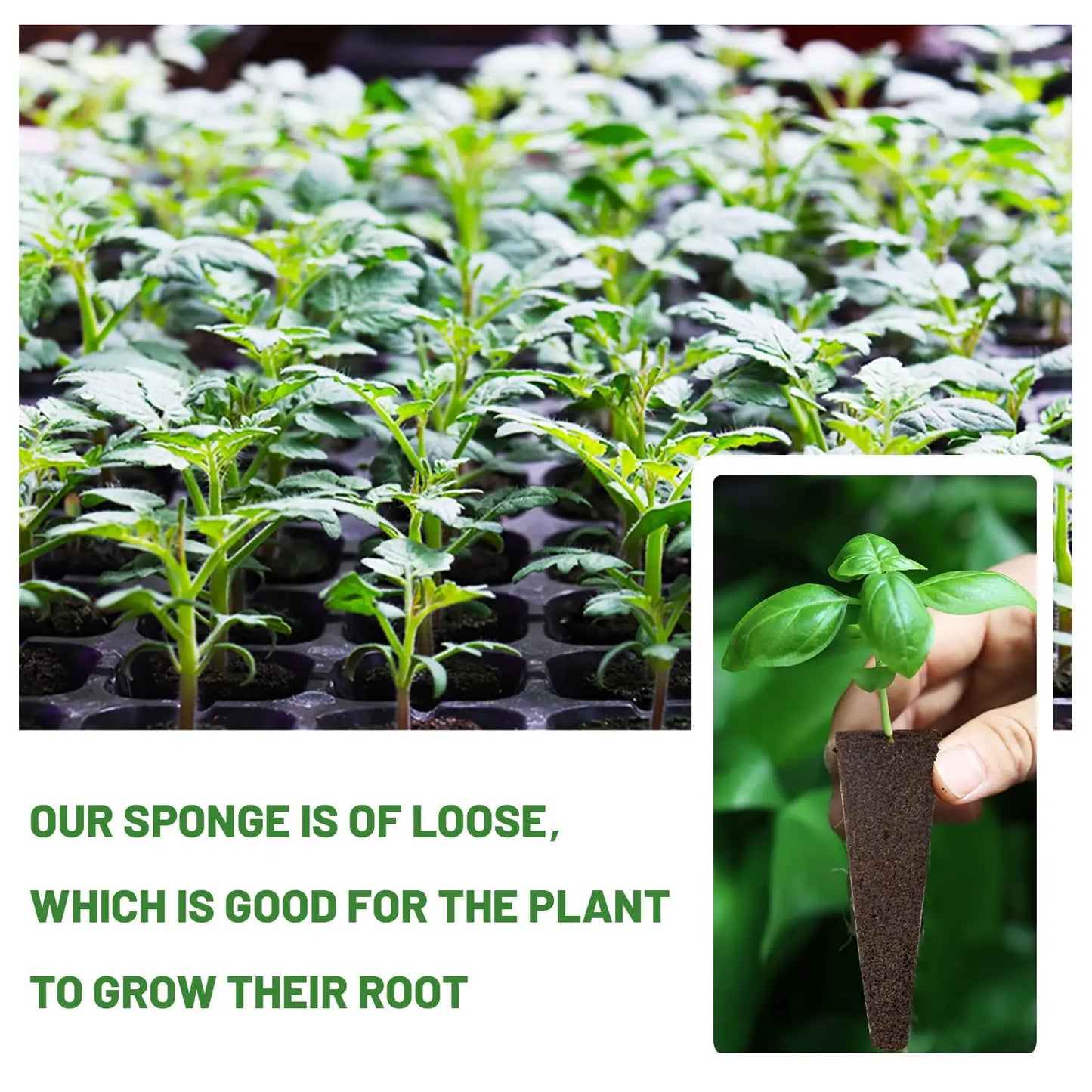 Seed Starting Sponges 50 Pack for Hydroponic Plants