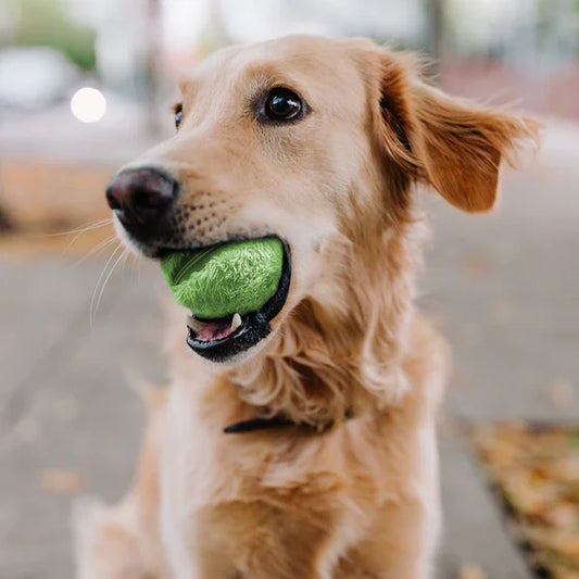 Fun Interactive Dog Ball Toy - Fesara