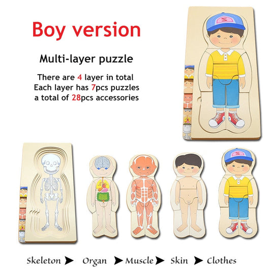 Interactive 3D Human Body Model Kit - Fesara