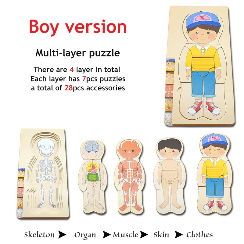 3D Interactive Human Body Model Kit - Fesara
