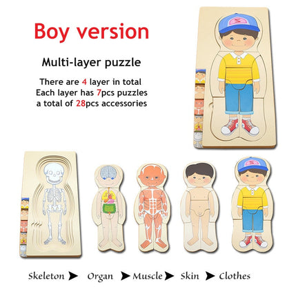 3D Interactive Human Body Model Kit - Fesara