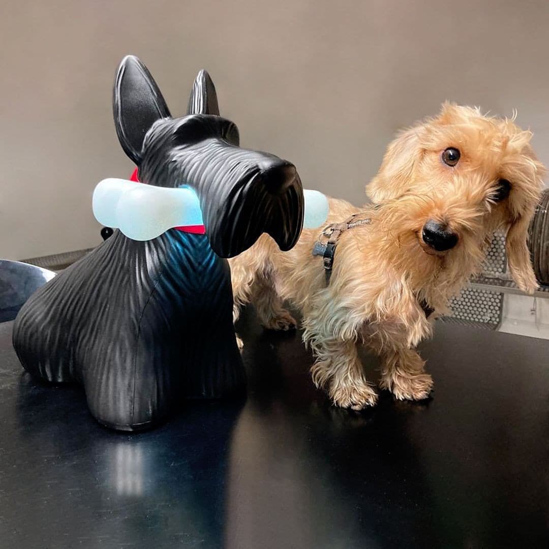 Fun Scottie Dog Night Light Lamp