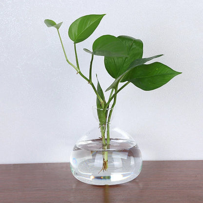 Clear Glass Avocado Planter Vase
