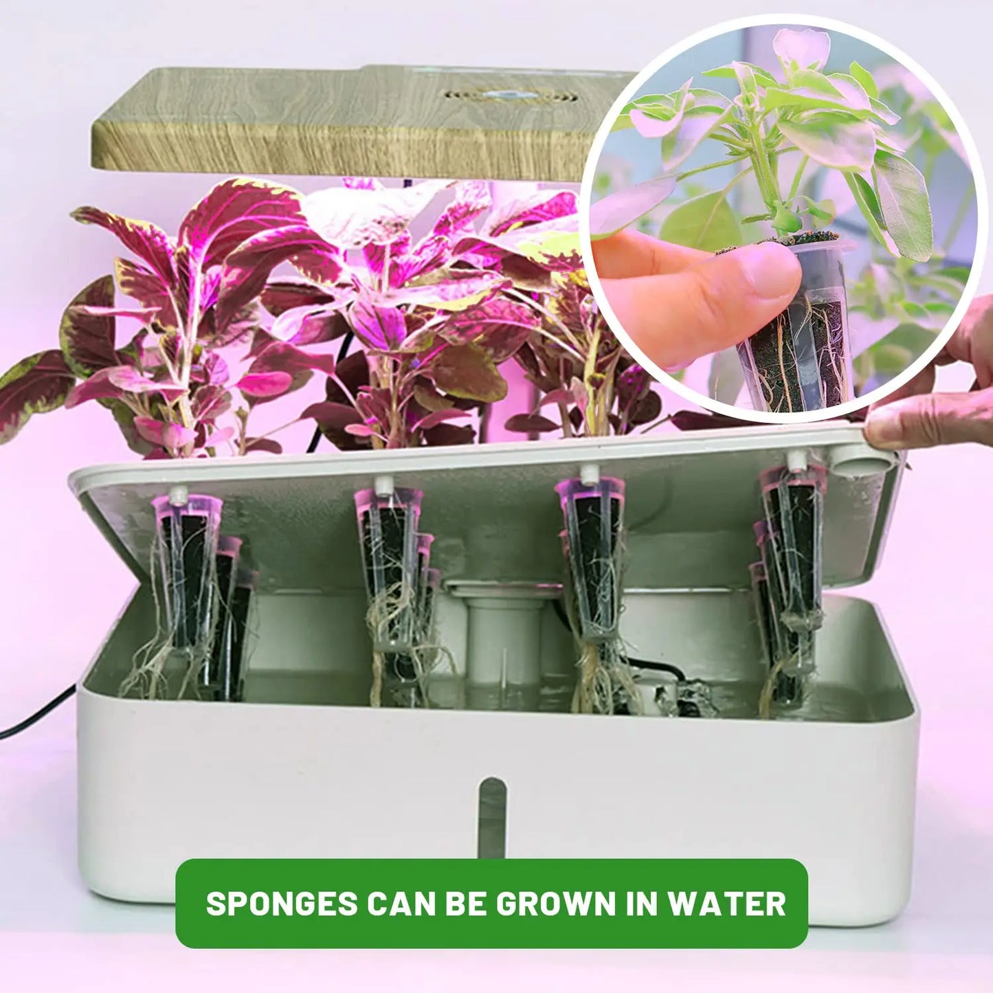 Seed Starting Sponges 50 Pack for Hydroponic Plants