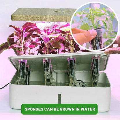 Seed Starting Sponges 50 Pack for Hydroponic Plants