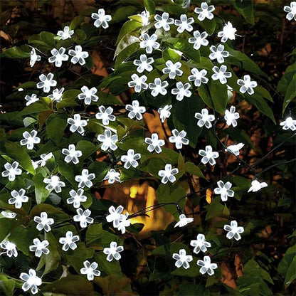 Outdoor Solar Fairy String Lights Warm White 20-100 LEDs
