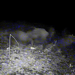 Motion Activated Night Vision Game Camera