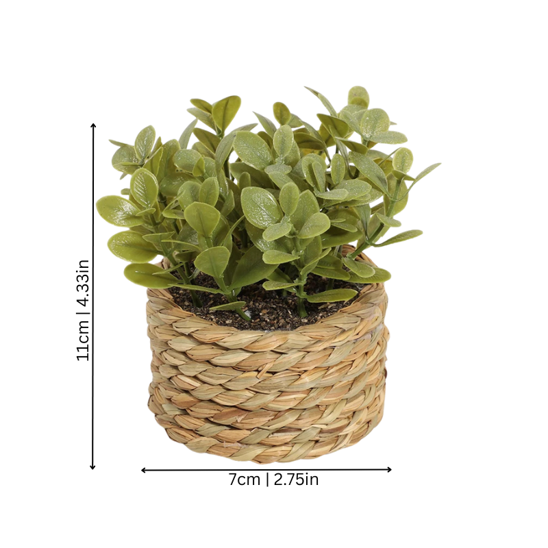 Elegant Green Fesara Verdurelle