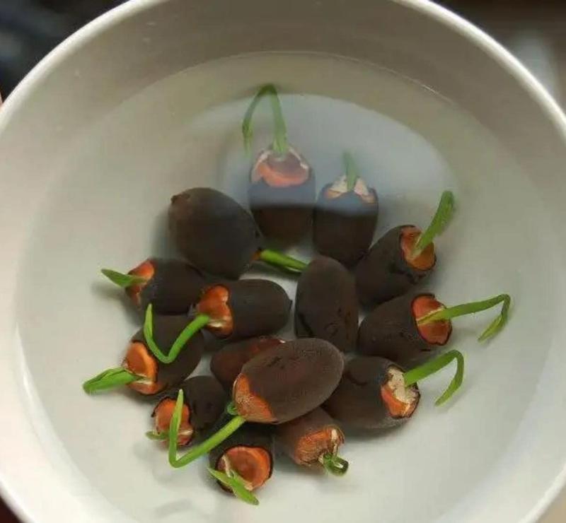 Mini Water Garden Seeds for Patio and Pond