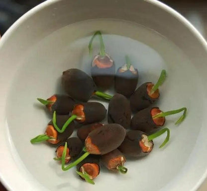 Mini Water Garden Seeds for Patio and Pond