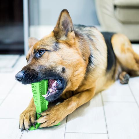 Pet Dental Care Brush and Toothpaste Kit - Fesara