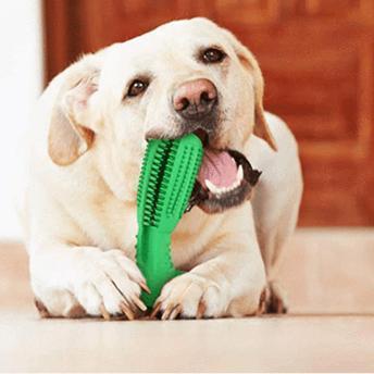 Pet Dental Care Brush and Toothpaste Kit