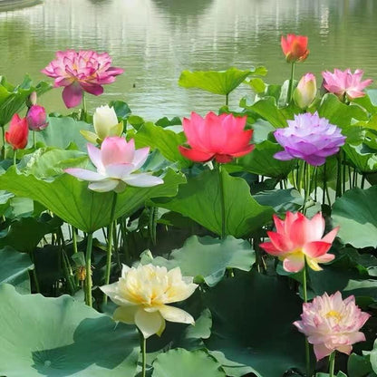 Mini Water Garden Seeds for Patio and Pond
