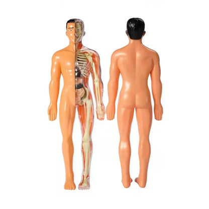 Kids Interactive Human Body Model