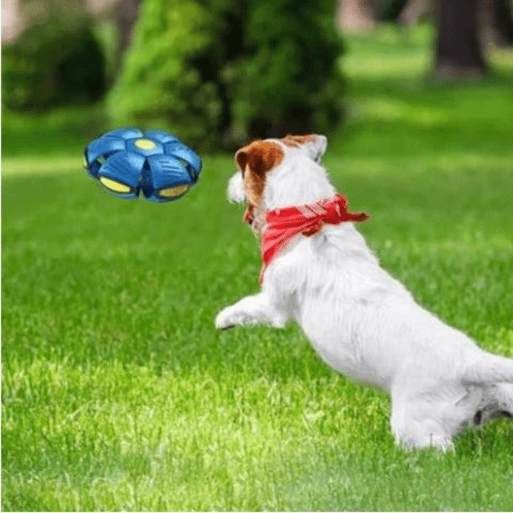 Fun Dog Training Harness