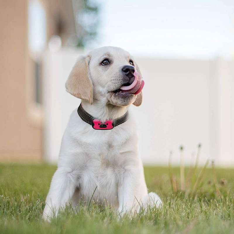 Effective Stop Barking Dog Collar