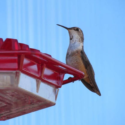 Decorative Garden Hummingbird Feeder - Bird Feeder - Wild Eye Vision